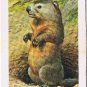 Brooke Bond Red Rose Tea Card #18 Woodchuck Animals & Their Young