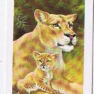 Brooke Bond Red Rose Tea Card #28 Lion Animals & Their Young