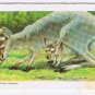 Brooke Bond Red Rose Tea Card #2 Red Kangaroo Animals & Their Young