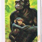 Brooke Bond Red Rose Tea Card #8 Chimpanzee Animals & Their Young
