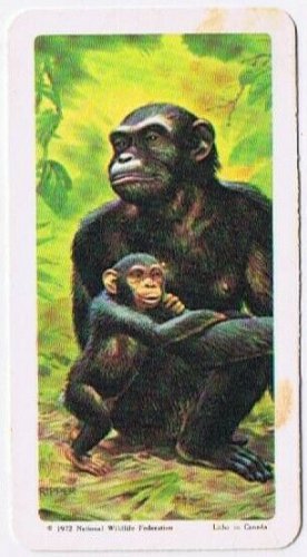 Brooke Bond Red Rose Tea Card #8 Chimpanzee Animals & Their Young