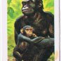 Brooke Bond Red Rose Tea Card #8 Chimpanzee Animals & Their Young