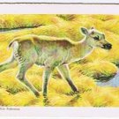 Brooke Bond Red Rose Tea Card #42 Barren Ground Caribou Animals & Their Young