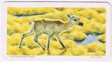 Brooke Bond Red Rose Tea Card #42 Barren Ground Caribou Animals & Their Young