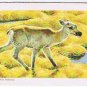 Brooke Bond Red Rose Tea Card #42 Barren Ground Caribou Animals & Their Young