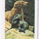 Brooke Bond Red Rose Tea Card #34 California Sea Lion Animals & Their Young