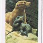 Brooke Bond Red Rose Tea Card #34 California Sea Lion Animals & Their Young