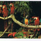 Florida Postcard Miami Parrot Jungle