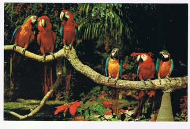 Florida Postcard Miami Parrot Jungle