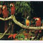 Florida Postcard Miami Parrot Jungle