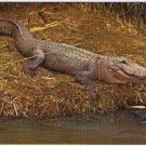 Louisiana Postcard Alligator