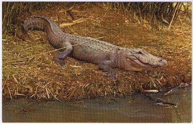 Louisiana Postcard Alligator