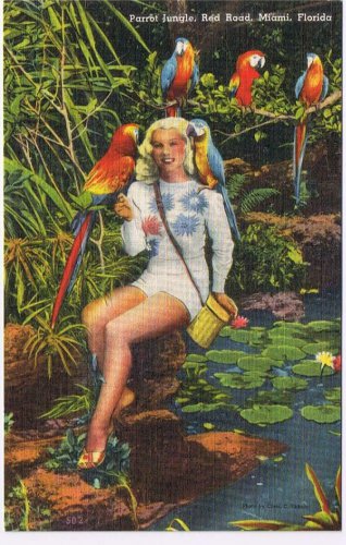 Florida Postcard Miami Parrot Jungle Young Lady With Parrots