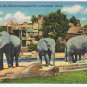 Illinois Postcard Brookfield Elephants Chicago Zoological Park
