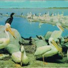 Saskatchewan Postcard Regina Museum Of Natural History Pelicans Cormorants