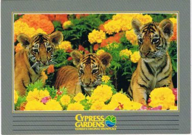 Florida Postcard Cypress Gardens Tiger Cuba & Marigolds