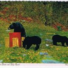 Ontario Postcard Black Bears Feeding