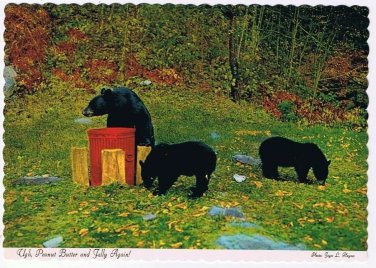 Ontario Postcard Black Bears Feeding