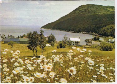 Quebec Postcard Daisies and Village By The Sea