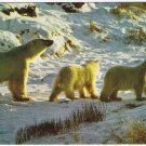 Manitoba Postcard Female Polar Bear Smells Intruder