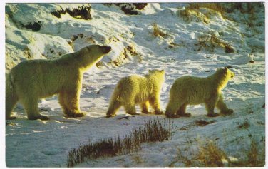 Manitoba Postcard Female Polar Bear Smells Intruder