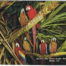 Florida Postcard Miami Parrot Jungle Parrots In The Trees