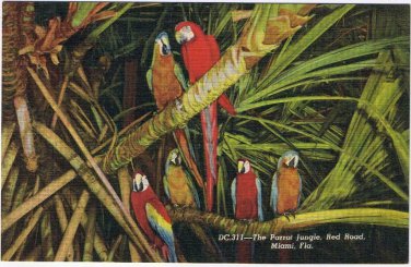 Florida Postcard Miami Parrot Jungle Parrots In The Trees