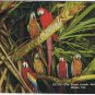 Florida Postcard Miami Parrot Jungle Parrots In The Trees