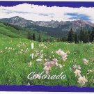 Colorado Postcard Crested Butte Blue Columbine Rocky Mountains