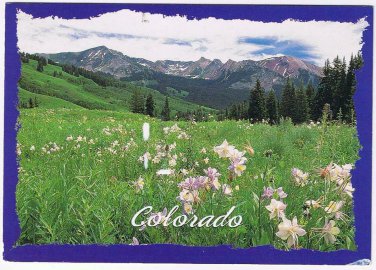 Colorado Postcard Crested Butte Blue Columbine Rocky Mountains