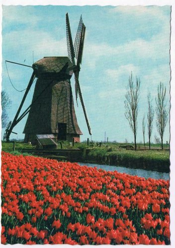 Netherlands Holland Postcard Windmill Canal Tulips