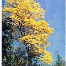 Trinidad West Indies Caribbean Postcard Yellow Poui Tree in Bloom