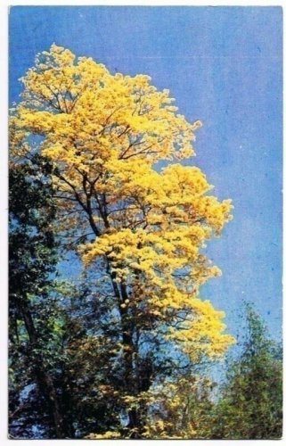 Trinidad West Indies Caribbean Postcard Yellow Poui Tree in Bloom
