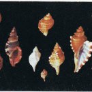 Florida Postcard Shells Of Florida & Gulf Of Mexico