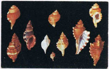 Florida Postcard Shells Of Florida & Gulf Of Mexico