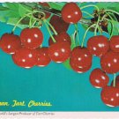 Postcard Tart Cherries Michigan World's Largest Producer
