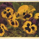 Flower Postcard Pansies Viola Triclolor