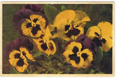 Flower Postcard Pansies Viola Triclolor