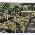 Missouri Postcard St Louis Missouri Botanical Garden Chrysantemum Show