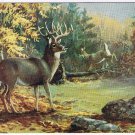 Canada Postcard White Tailed Deer National Museum Of Canada