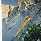 Germany Postcard Im Montafon Gemswurz Mountains Flowers
