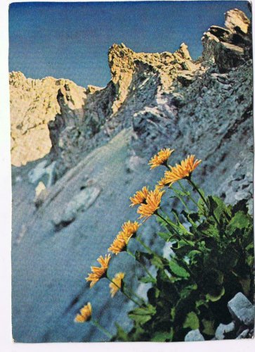 Germany Postcard Im Montafon Gemswurz Mountains Flowers