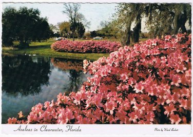 Florida Postcard Clearwater Azaleas At Sylvan Abbey Safety Harbor Used