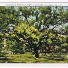 Georgia Postcard Savannah Ol Oak Savannah Hospital Grounds