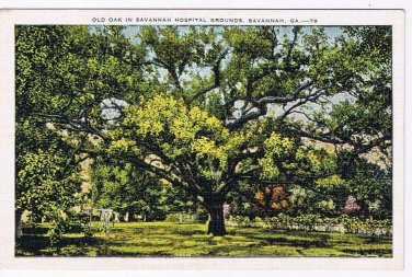 Georgia Postcard Savannah Ol Oak Savannah Hospital Grounds