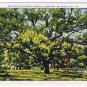 Georgia Postcard Savannah Ol Oak Savannah Hospital Grounds
