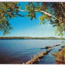 Ontario Postcard Logs Lake Overhanging Birches