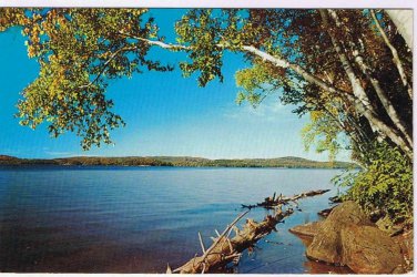 Ontario Postcard Logs Lake Overhanging Birches