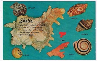 Nature Postcard Shells Collection Coral Magpie Snell Voluta Crown Scallop