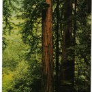 California Postcard Muir Woods National Monument Pinchot Memorial Tree Mill Val